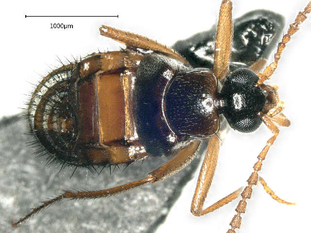 Image of False Lomechusini