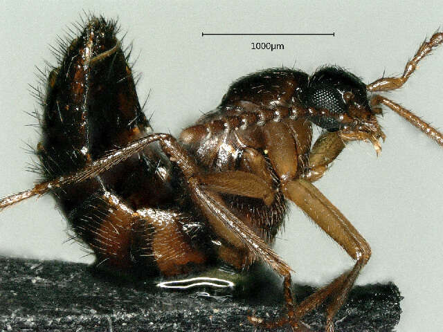 Image of False Lomechusini