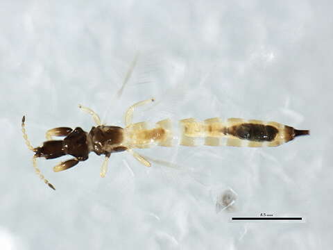 Image of Karnyothrips