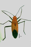 Leptocoris resmi