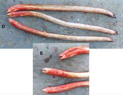Image of mud eels
