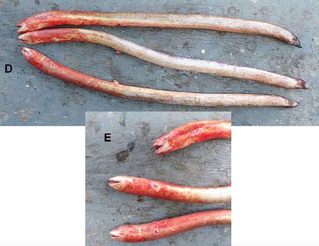 Image of mud eels