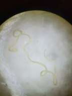 Sivun Mermithoidea kuva