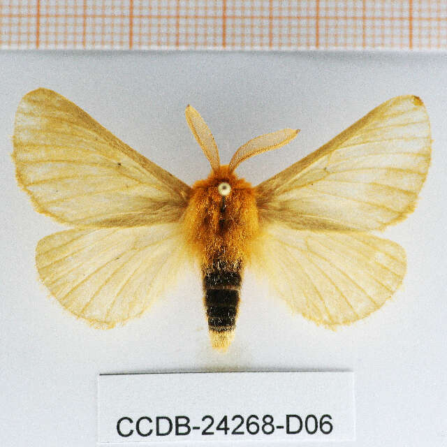 Image of brahmin moths