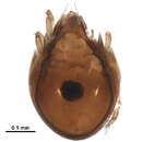 Image of Zetomimus subgen. Protozetomimus Pérez-Íñigo 1990