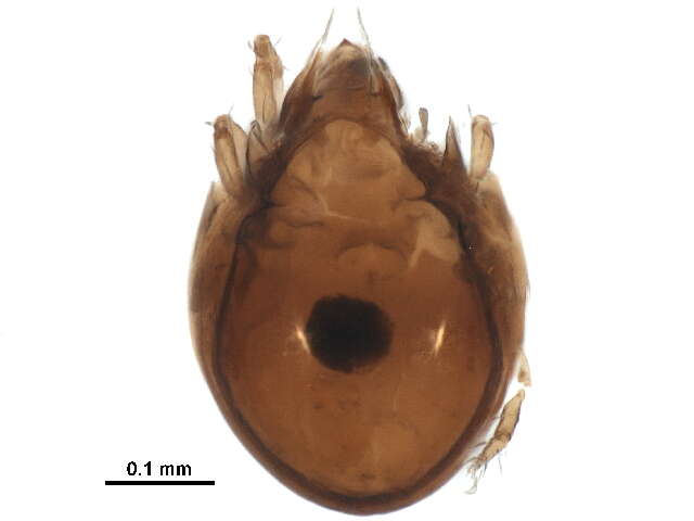 Image of Zetomimus subgen. Protozetomimus Pérez-Íñigo 1990