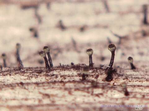 Image of spike lichen