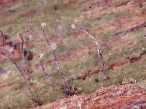 Image of spike lichen