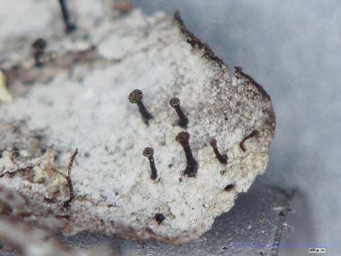 Image of spike lichen