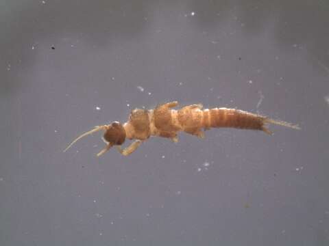 Image of Southern Stoneflies