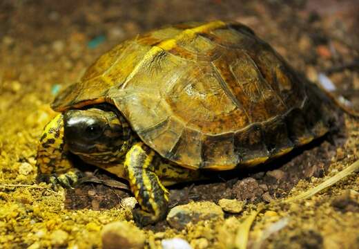 Image of Neotropical wood turtles