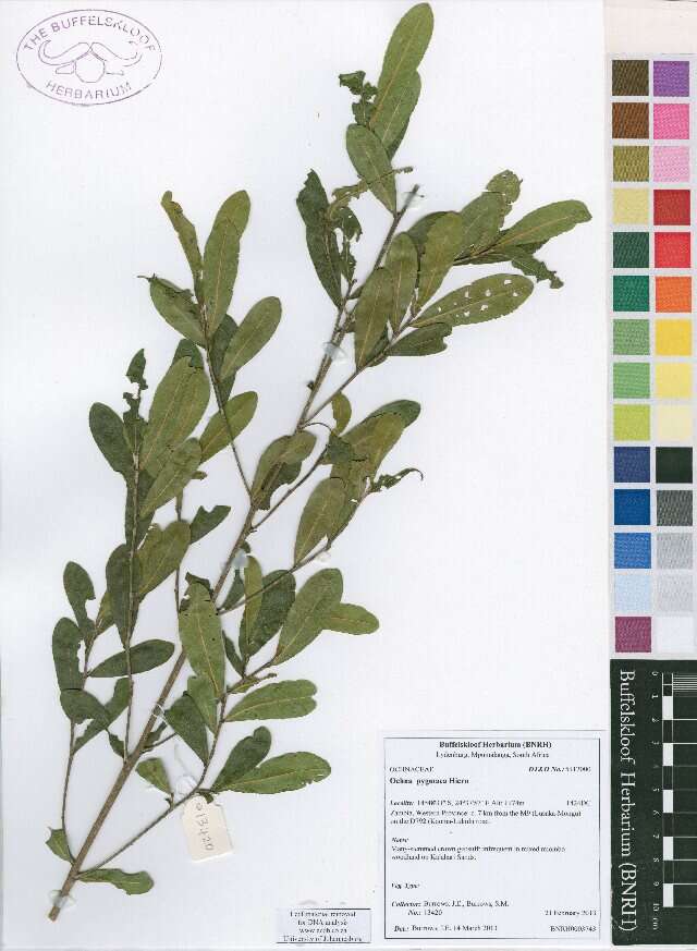 Image of ochna