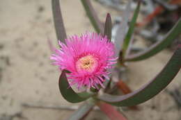 Image of Ice Plants