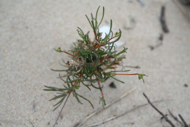 Image of carpet-weeds