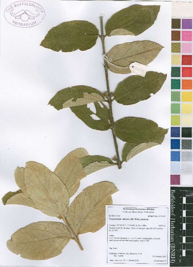 Image of Tapiphyllum