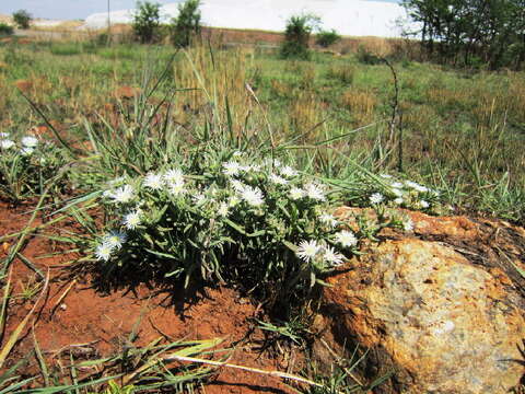 صورة Delosperma