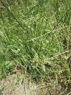 Image of Rabbitsfoot grass