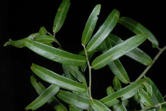 Image of Caper Shrubs