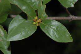 Image of Bullockia