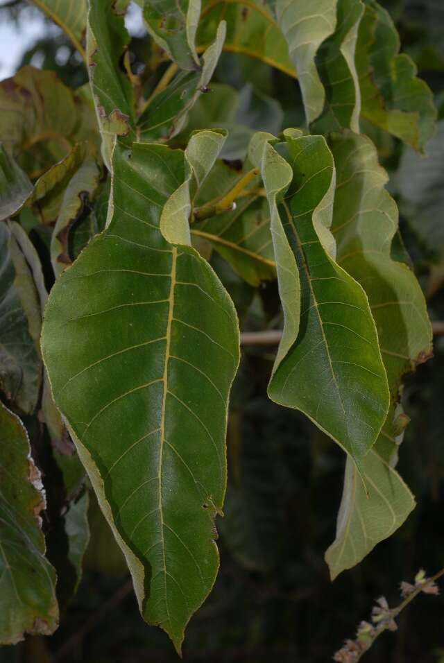 Image of african teak