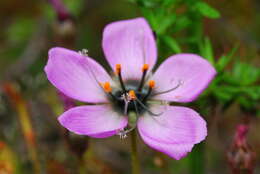 Image of Sundews