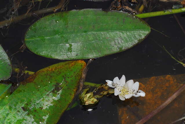 Image of Cape pondweed family