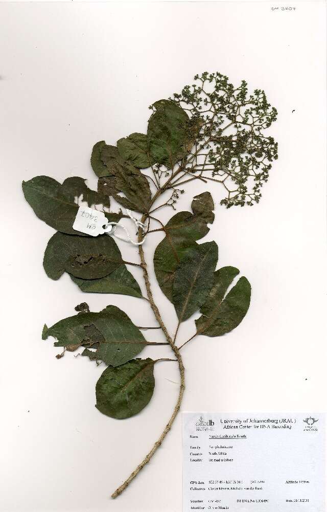 Image of Wild elder