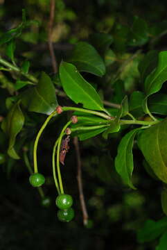 Image of Caper Shrubs