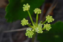 Image of Indian Pennywort