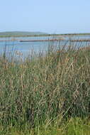 Image of bulrush