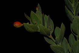 Image de Santalaceae