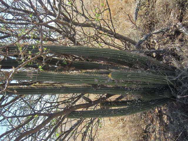 Image de Echinopsis