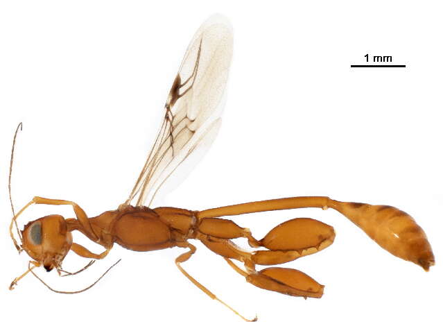 Image of stephanid wasps