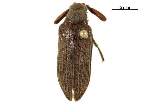 Image of cicada parasite beetles