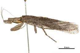 Image of Tarachodinae