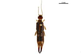 Image de Labiduroidea