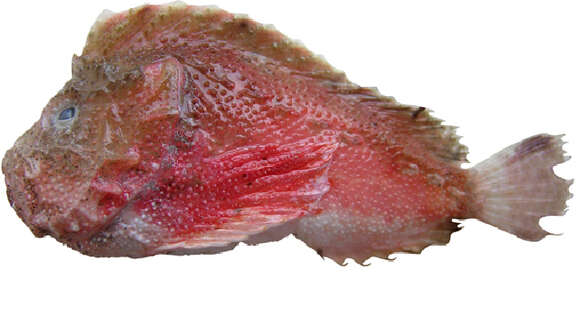 Image of velvetfishes