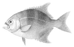 Image of sea chubs