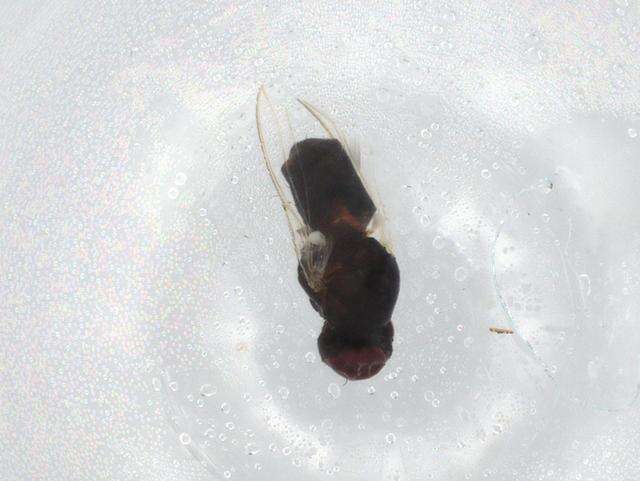 Sivun Hemeromyia kuva