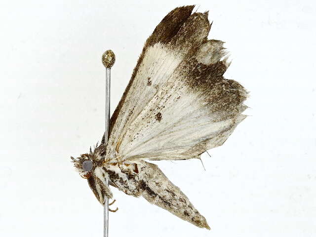 Image of Tathorhynchus Hampson 1894