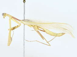 Image de Miomantidae Westwood 1889