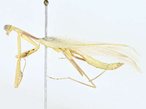 صورة Miomantidae Westwood 1889