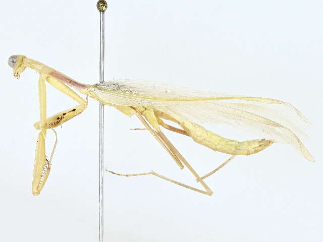 Image de Miomantidae Westwood 1889