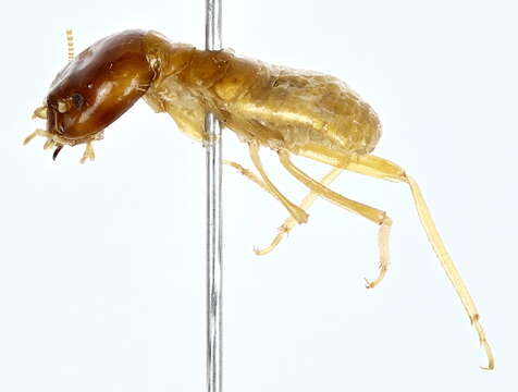 Image of harvester termites