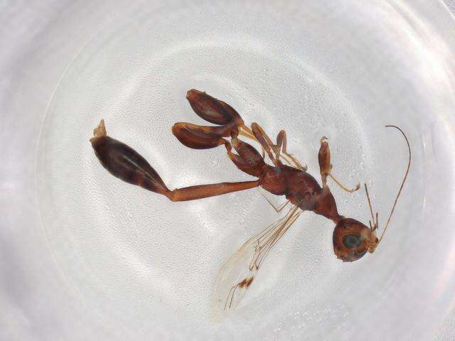 Image of stephanid wasps