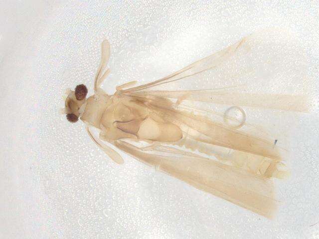 Image of Mengenillidae