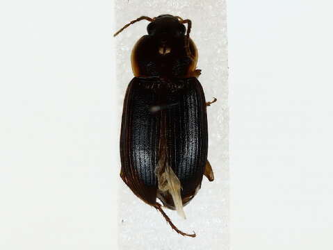 Image of Parophonus