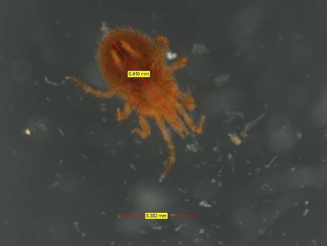 Image of tropical fowl mites