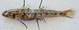 Image of Decorated shrimpgoby