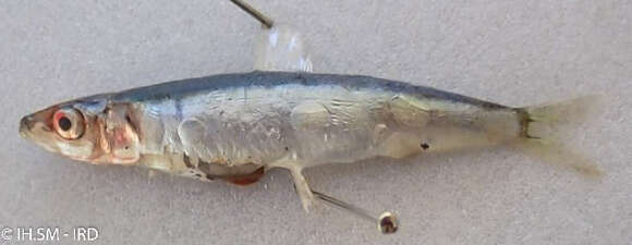 Image of Spratelloides